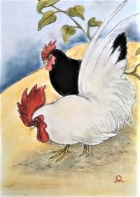 White rooster